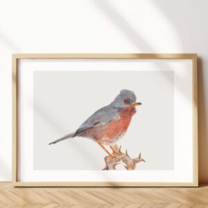 Dartford warbler
