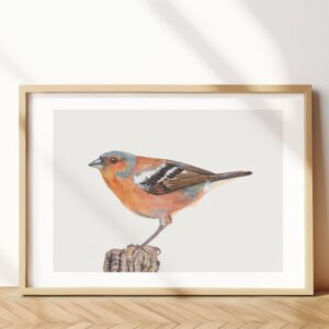 Common Chaffinch