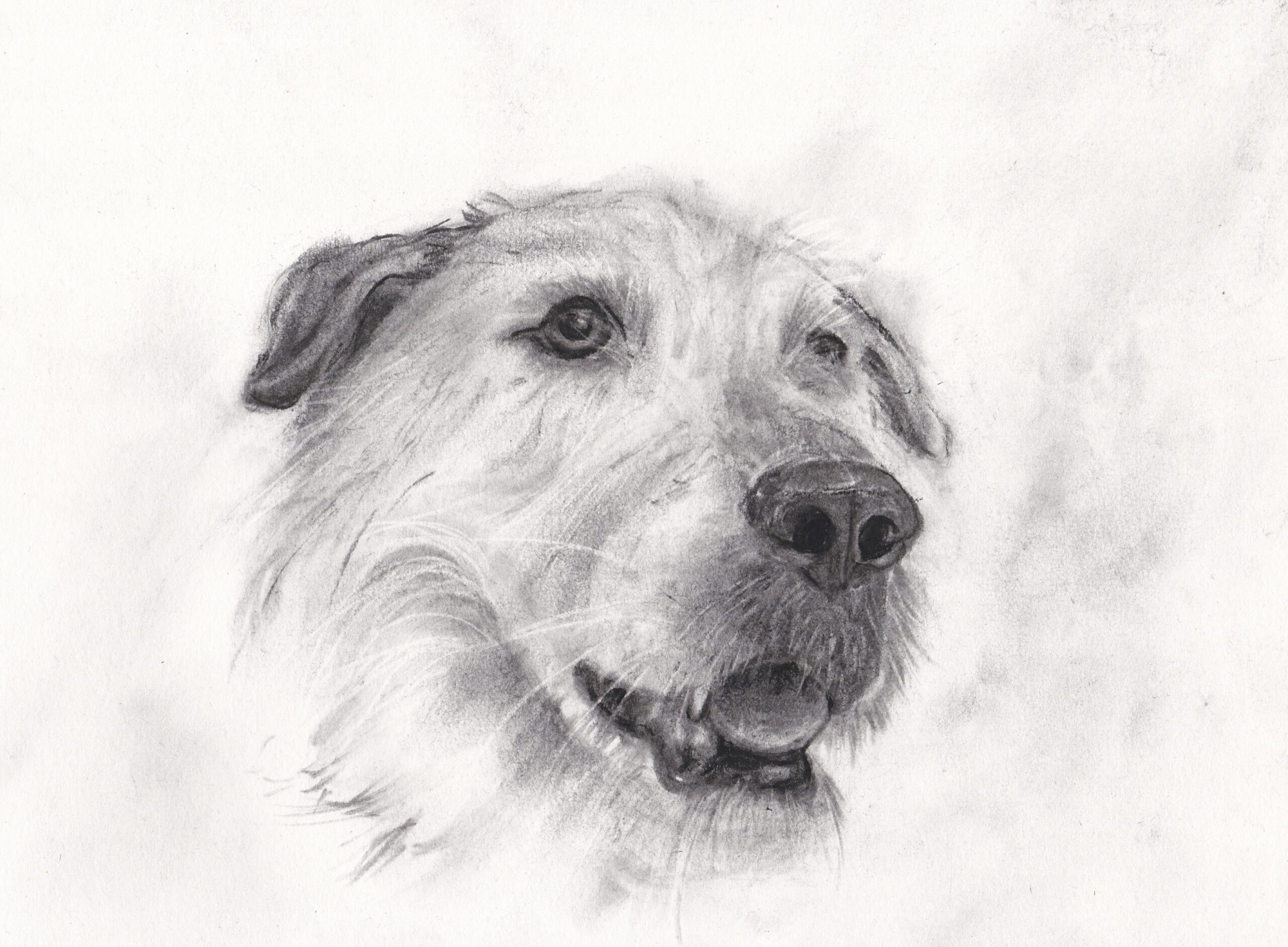 Pet Portraits - Image 9