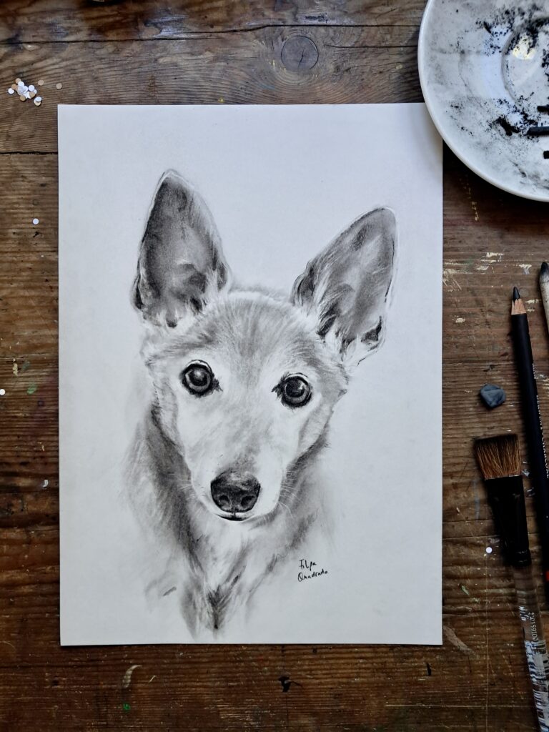 Pet Portraits
