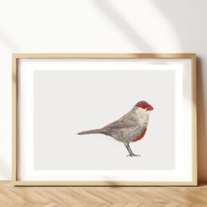 Common Waxbill