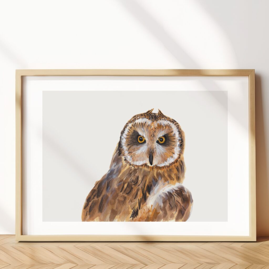 Short-eared Owl