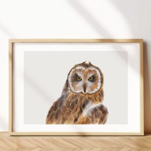 Short-eared Owl