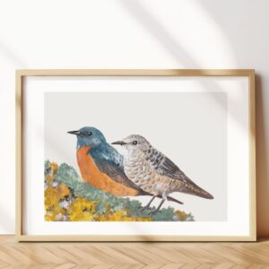 Rufous-tailed rock thrush