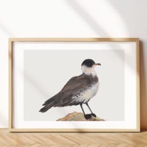 Pomarine Jaeger