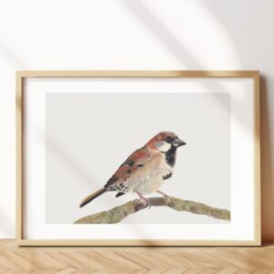 House sparrow